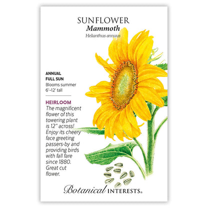 Mammoth Sunflower Product Image
