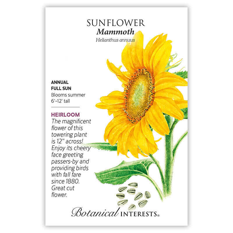 mammoth sunflower seeds planting Mammoth Sunflower