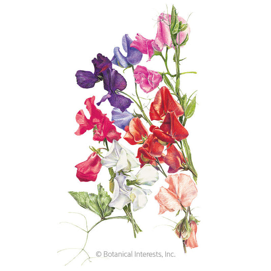 Early Multiflora Blend Sweet Pea Seeds Product Image