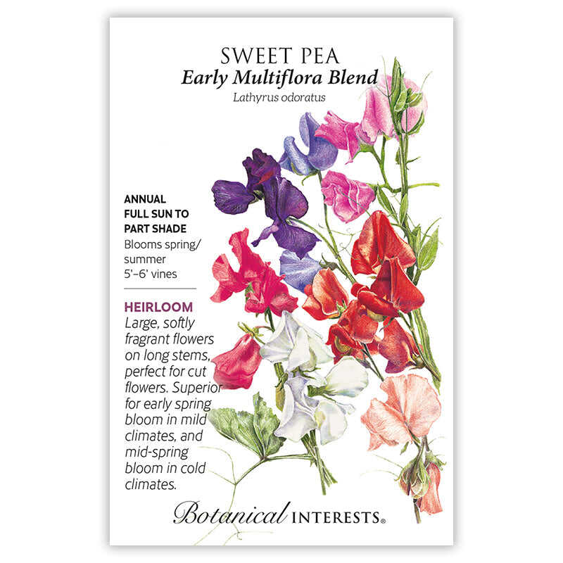 sweet pea seeds from plant Early Multiflora Blend Sweet Pea Seeds – Epic Gardening