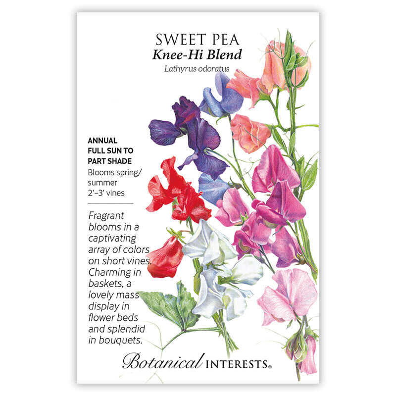 Knee-Hi Blend Sweet Pea Seeds