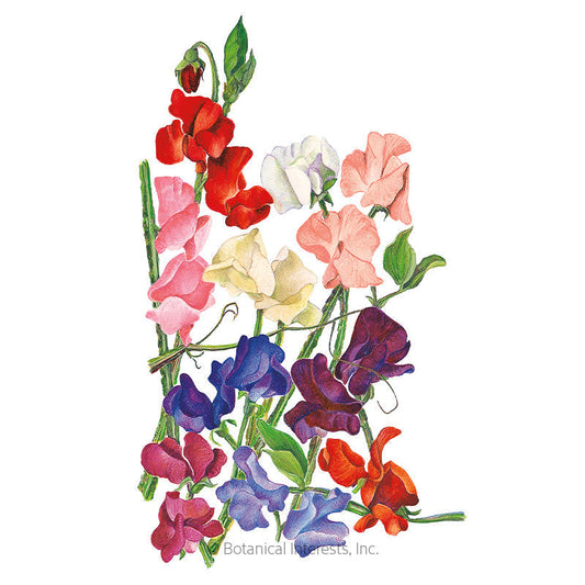 Royal Blend Sweet Pea Seeds Product Image