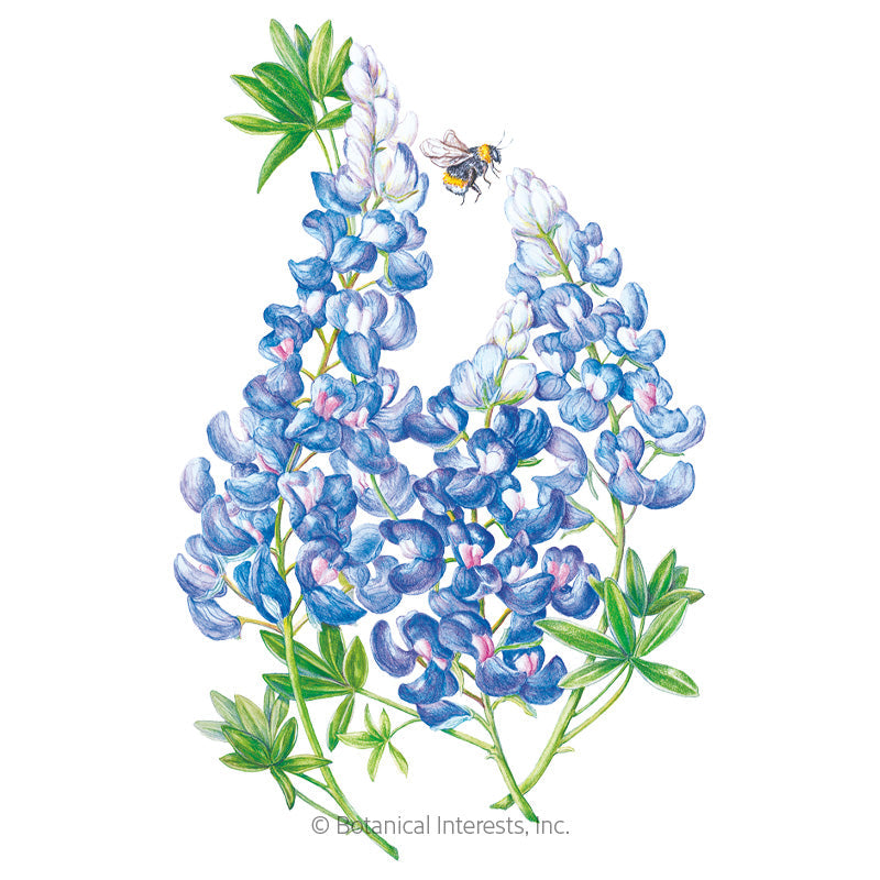 Bluebonnet Seeds Product Image