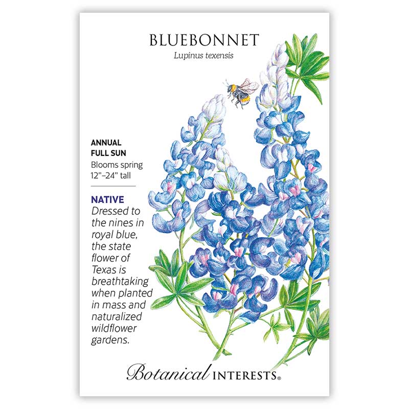 planting bluebonnet seeds Bluebonnet Seeds