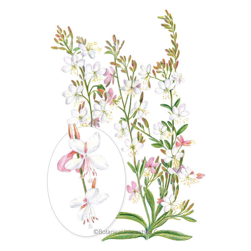 White Gaura Seeds