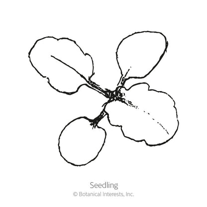Johnny-Jump-Up Viola Seeds Product Image