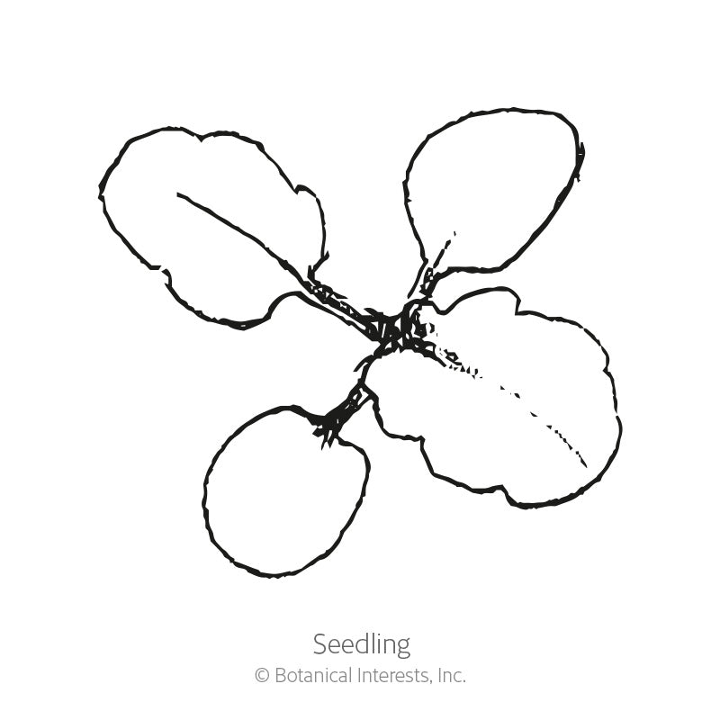 King Henry Viola Seeds Product Image