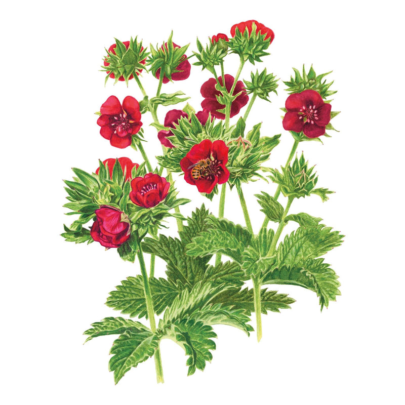 Scarlet Cinquefoil Seeds