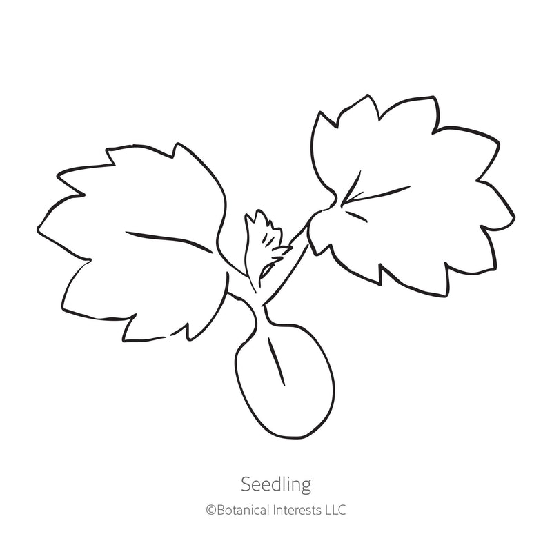 Scarlet Cinquefoil Seeds