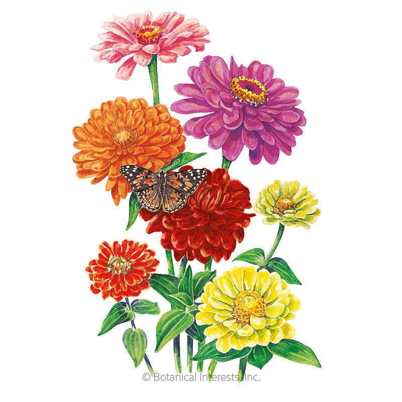 California Giants Blend Zinnia Seeds