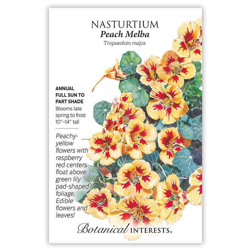 Peach Melba Nasturtium Seeds Product Image