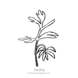 Miss Jekyll Blend Love-In-A-Mist Seeds