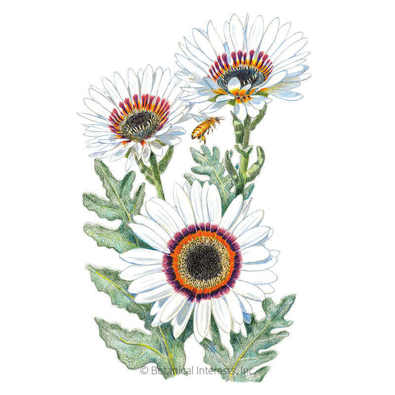 Zulu Prince Cape Daisy Seeds