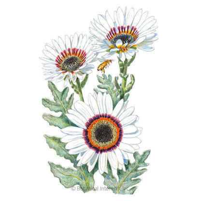 Zulu Prince Cape Daisy Seeds