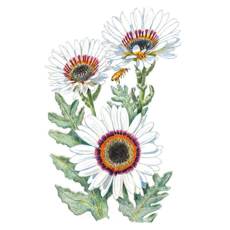 Zulu Prince Cape Daisy Seeds