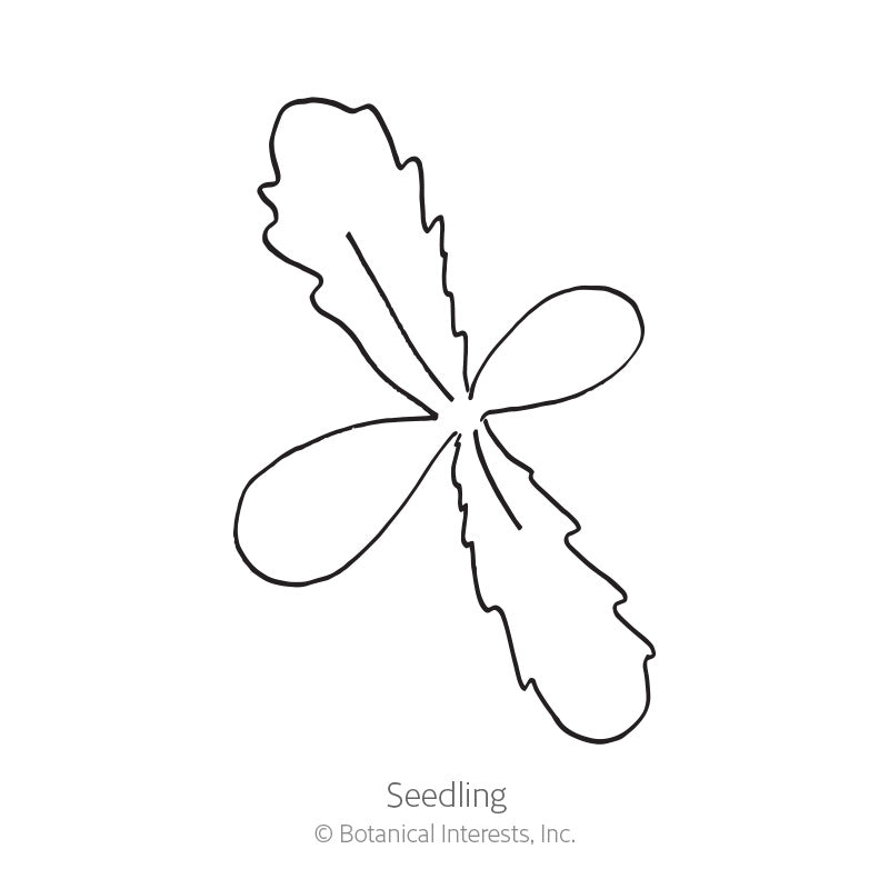 Zulu Prince Cape Daisy Seeds