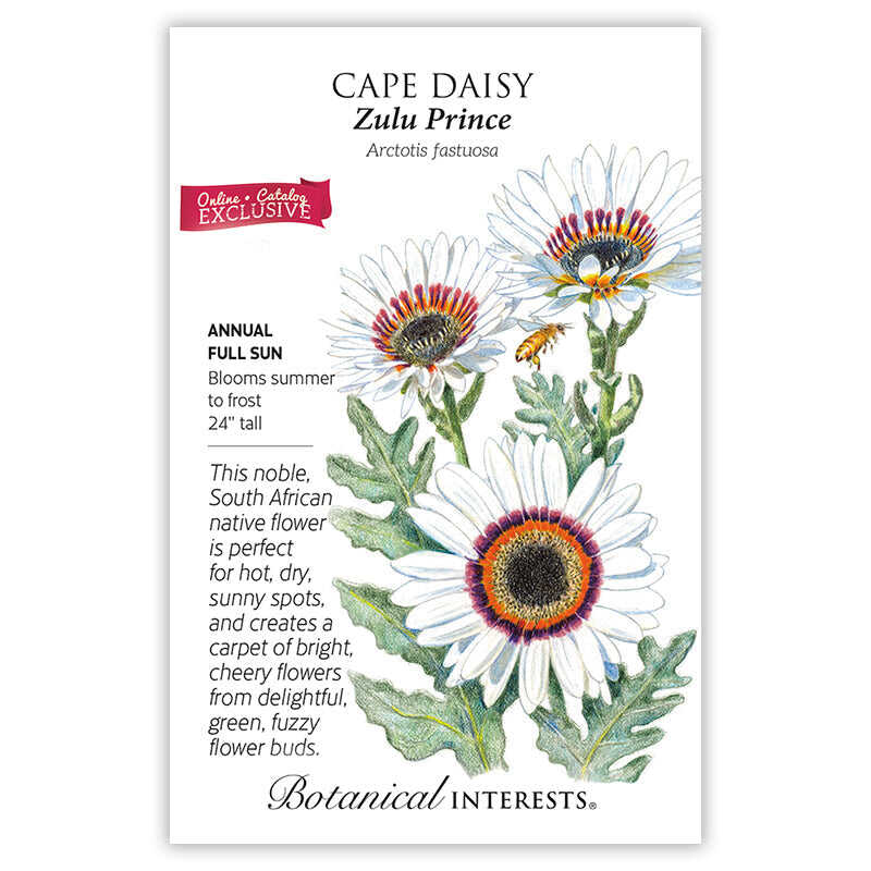 buy flower seeds online south africa Zulu Prince Cape Daisy Seeds | Flower Seeds | Heirloom Flower Seeds