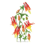 Eastern Red Columbine Seeds