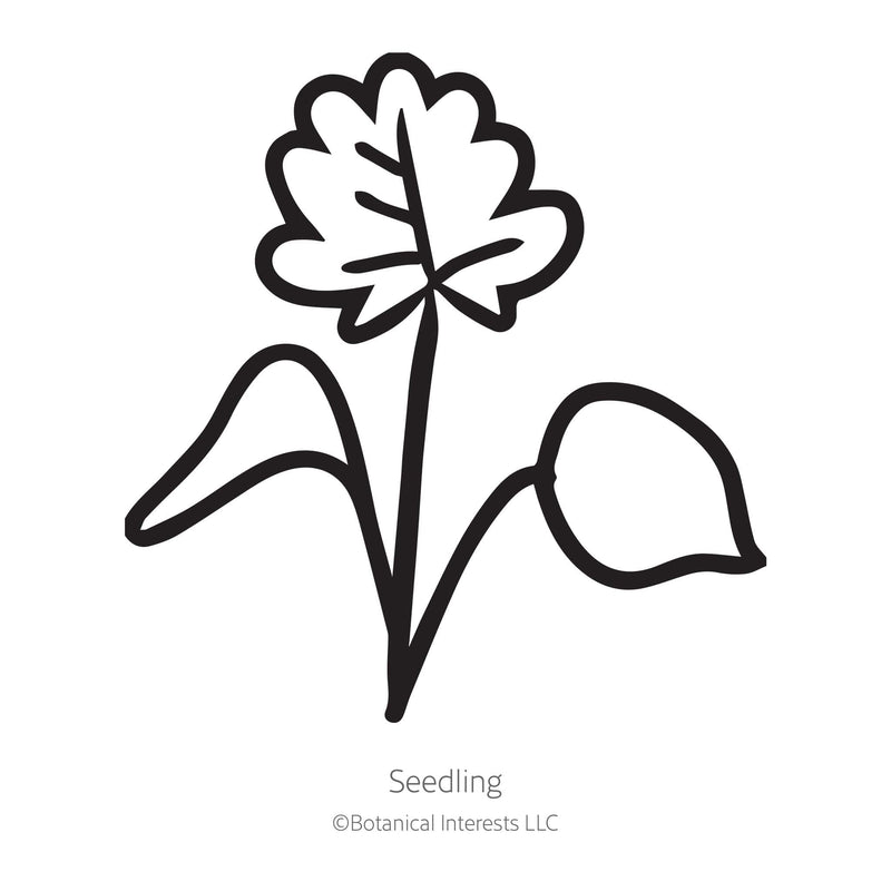 Eastern Red Columbine Seeds