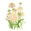 Fata Morgana Scabiosa Seeds