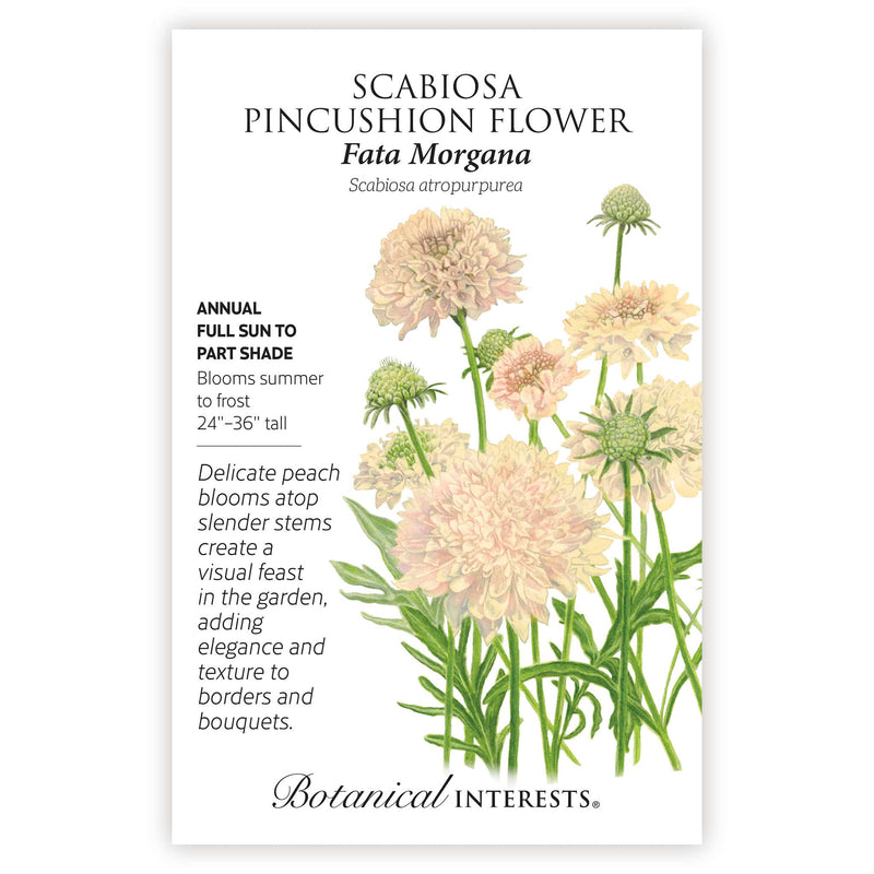 Fata Morgana Scabiosa Seeds