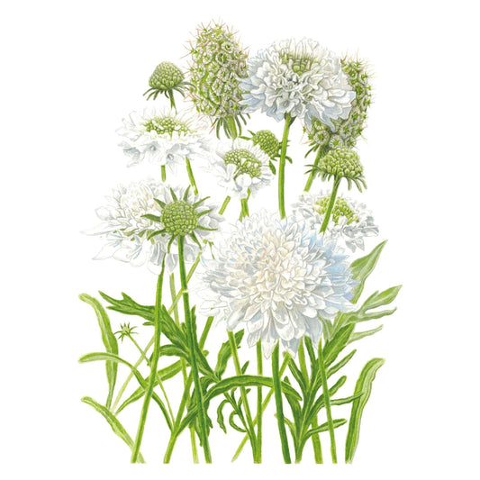 Snowmaiden Scabiosa Seeds