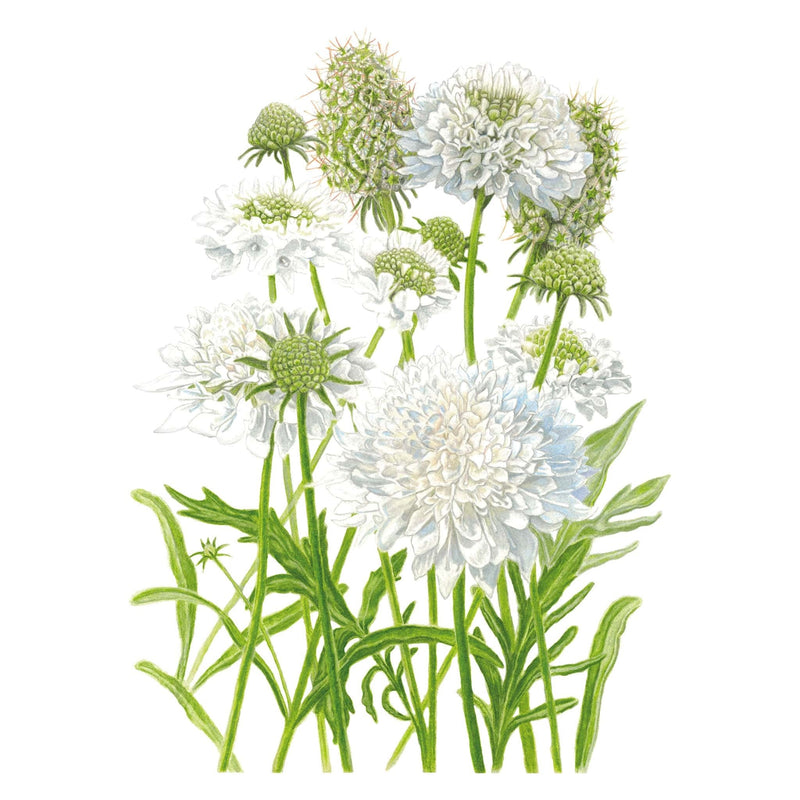 Snowmaiden Scabiosa Seeds