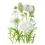 Snowmaiden Scabiosa Seeds