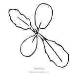 Snowmaiden Scabiosa Seeds