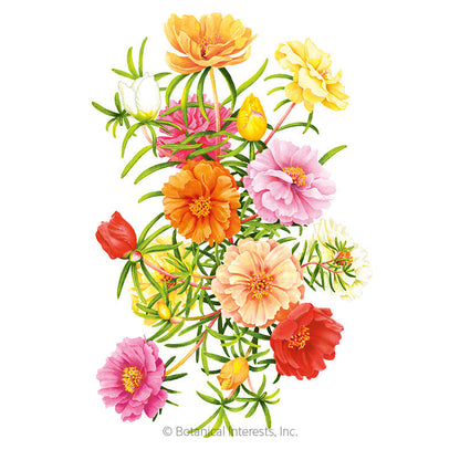 Double Blend Portulaca (Moss Rose) Seeds Product Image