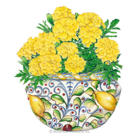 Lemon Drop French Marigold Seeds Product Image