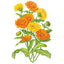 Pacific Beauty Blend Calendula (Pot Marigold) Seeds
