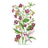 Bronze Queen Nicotiana Seeds