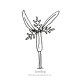 Sensation Blend Cosmos Seeds