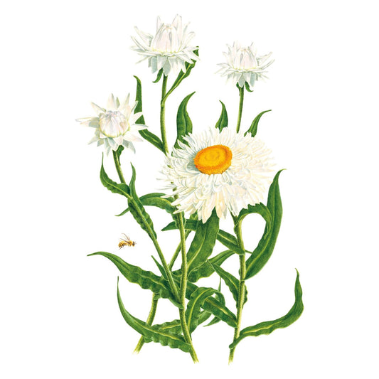 King Size Silvery White Strawflower Seeds