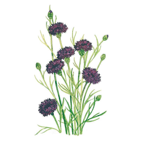 Black Magic Bachelor's Button Seeds