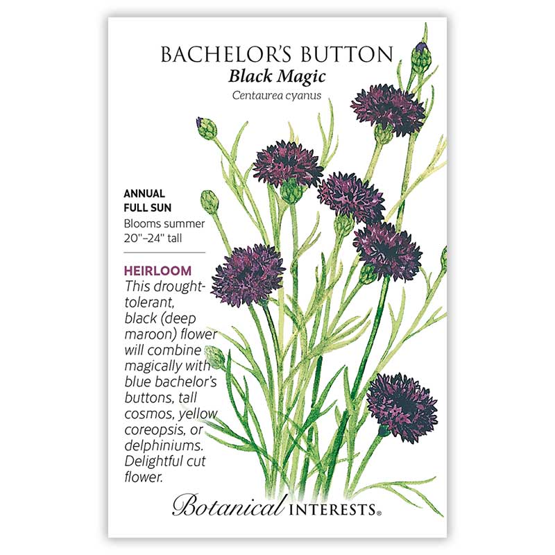 Black Magic Bachelor's Button Seeds Product Image