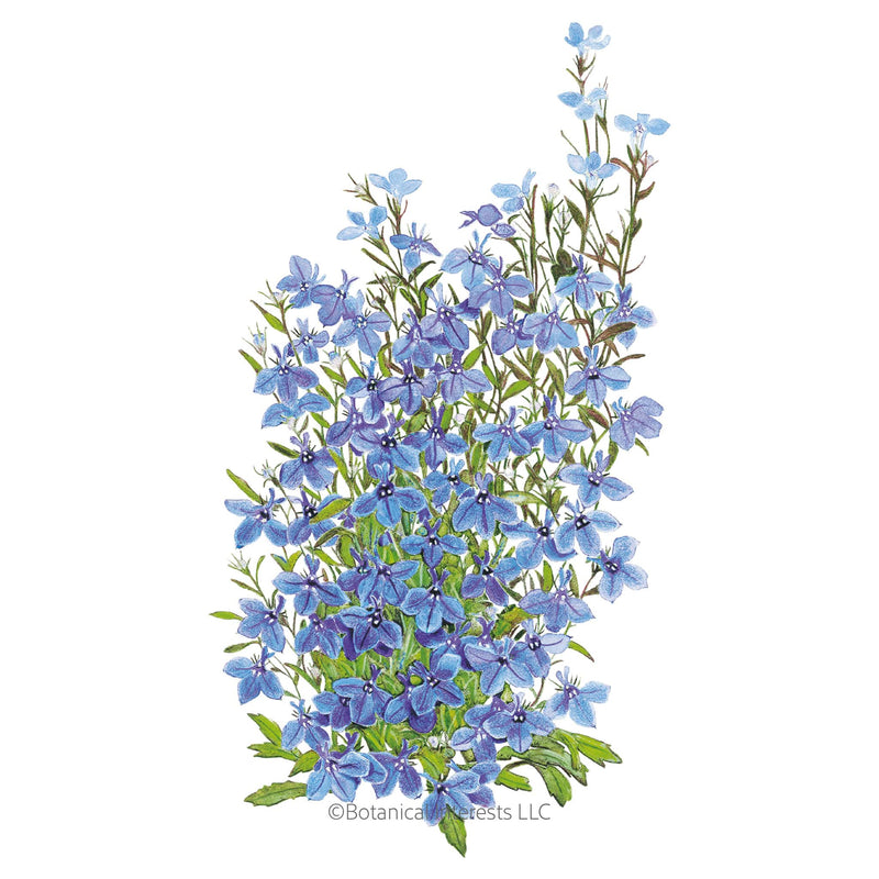 Cambridge Blue Lobelia Seeds