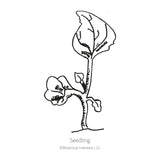 Cambridge Blue Lobelia Seeds