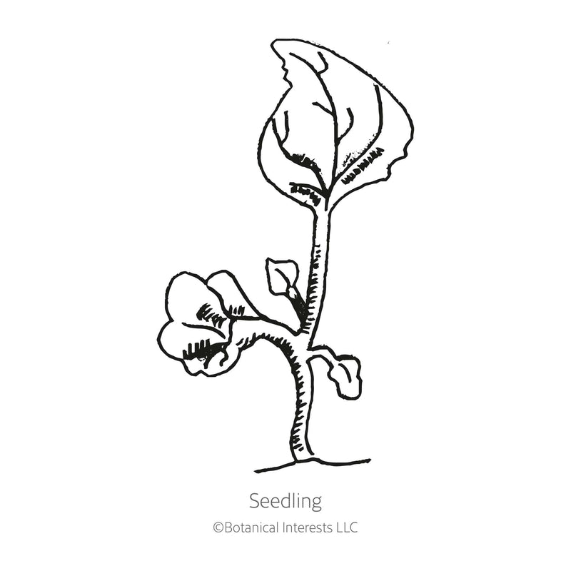 Cambridge Blue Lobelia Seeds