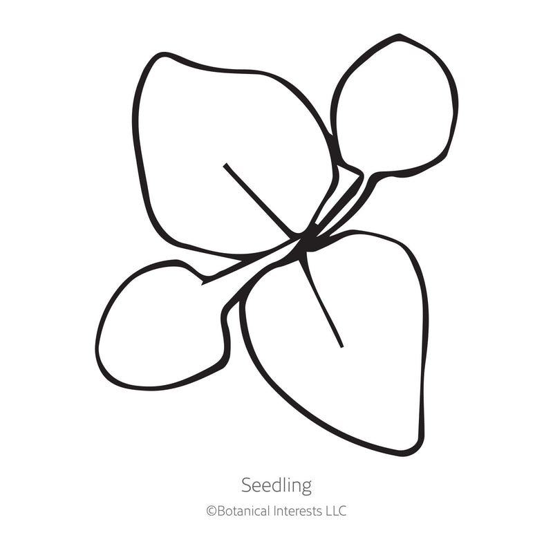 Dondo White Ageratum Seeds