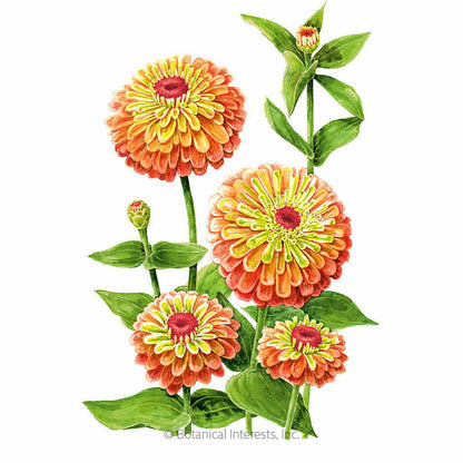 Queeny Lime Orange Zinnia Seeds