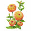 Queeny Lime Orange Zinnia Seeds