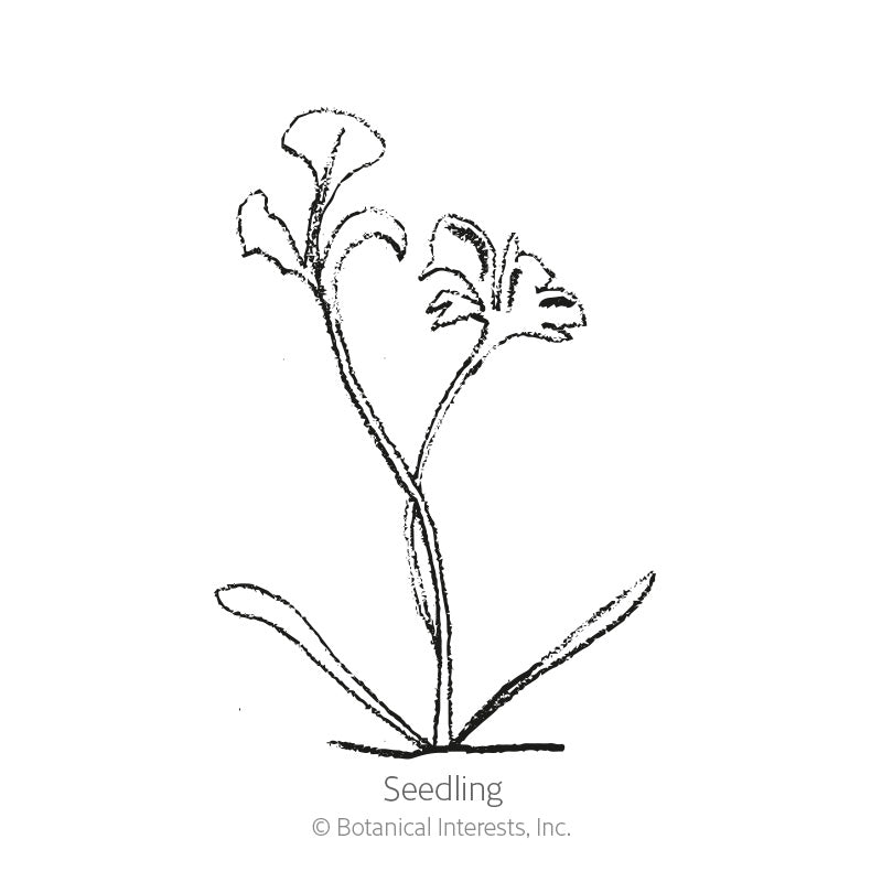 Robinson's  Blend Painted Daisy Seeds