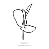 Blue Tea Butterfly Pea Seeds