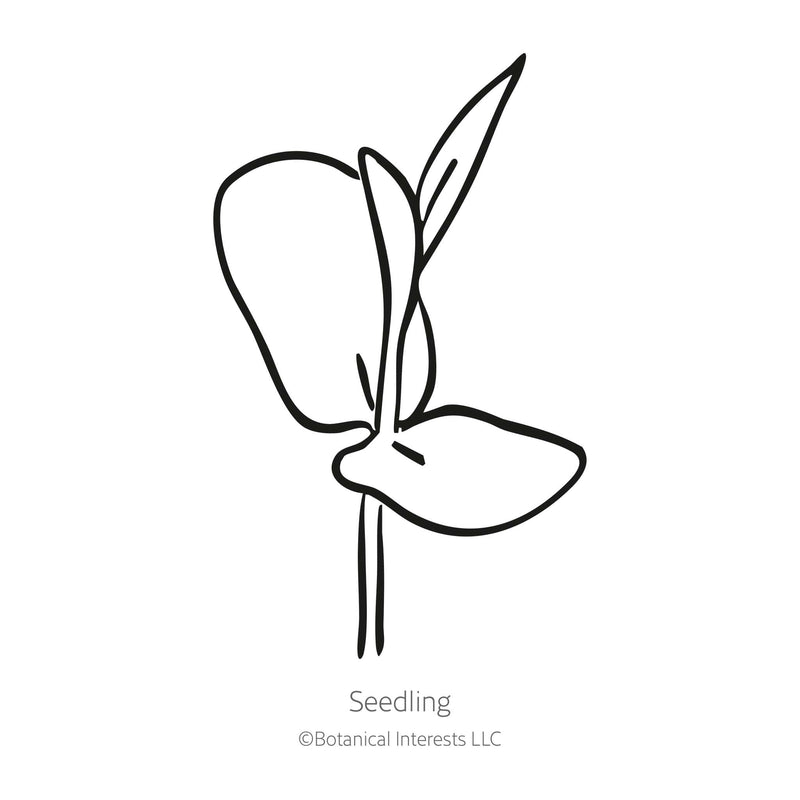 Blue Tea Butterfly Pea Seeds