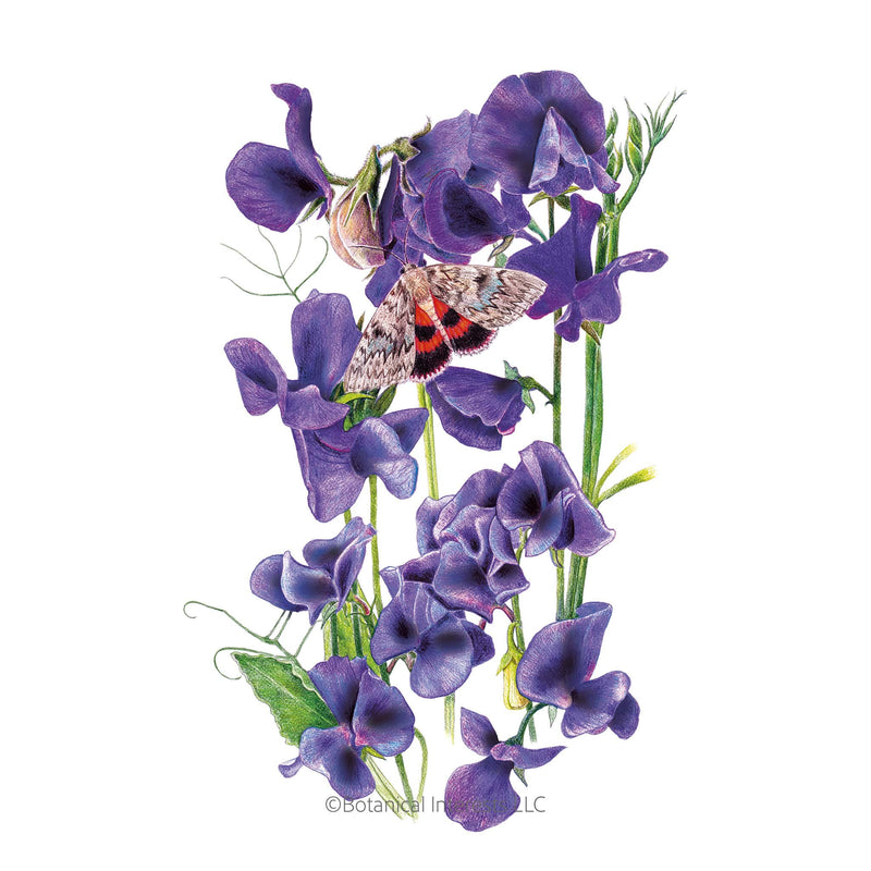 Mammoth Navy Blue Sweet Pea Seeds