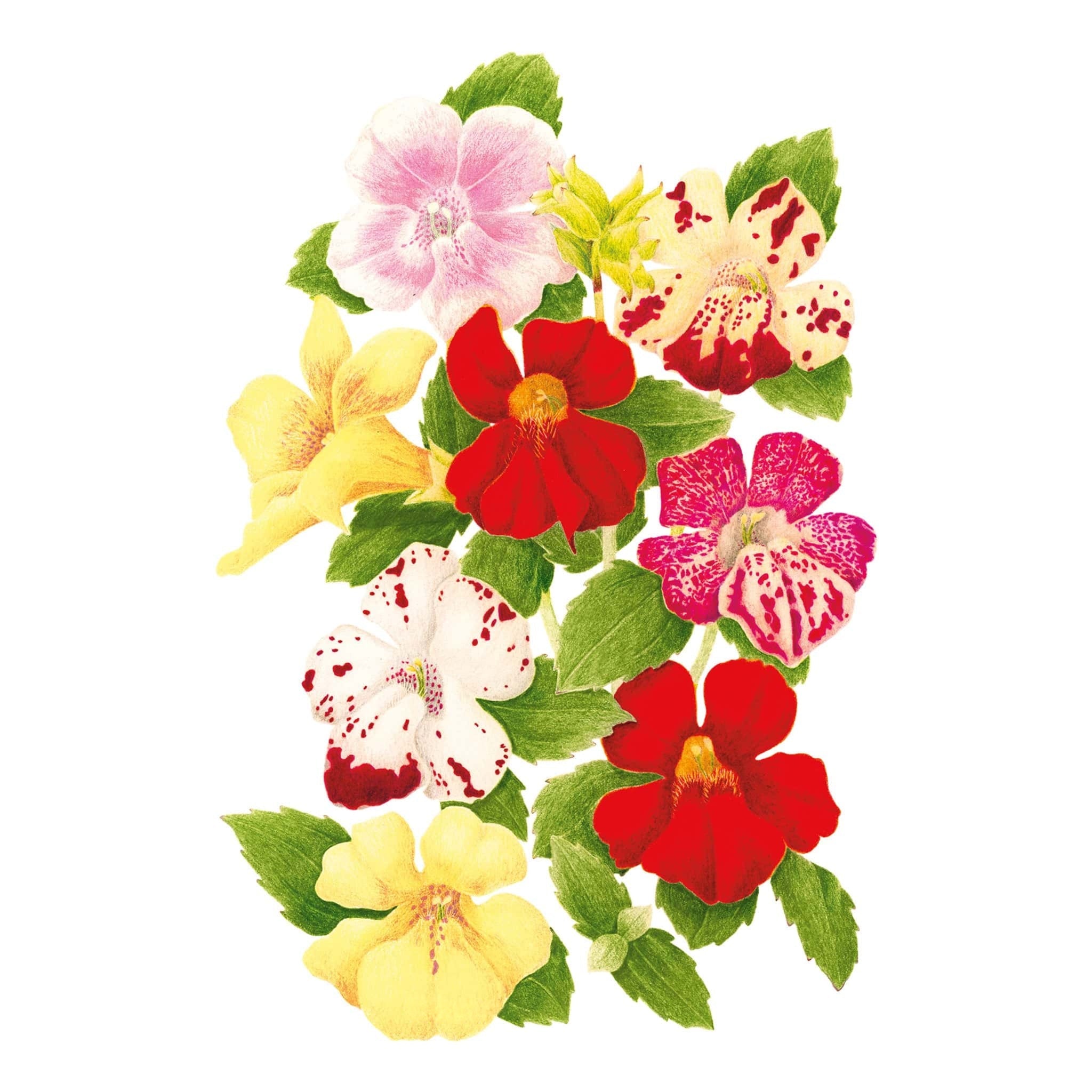 Magic Mix Monkey Flower Seeds – Epic Gardening