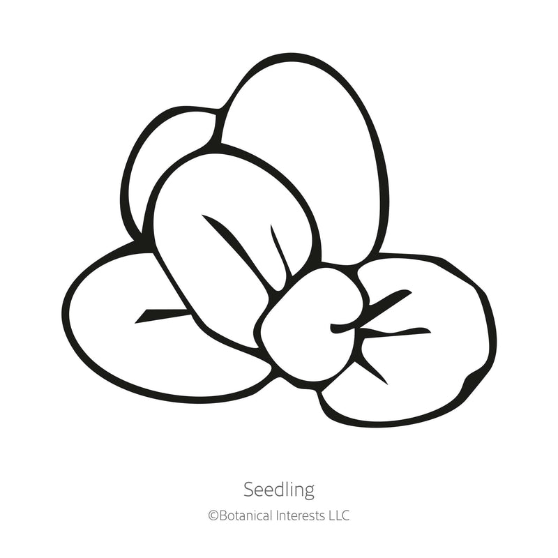 Magic Mix Monkey Flower Seeds