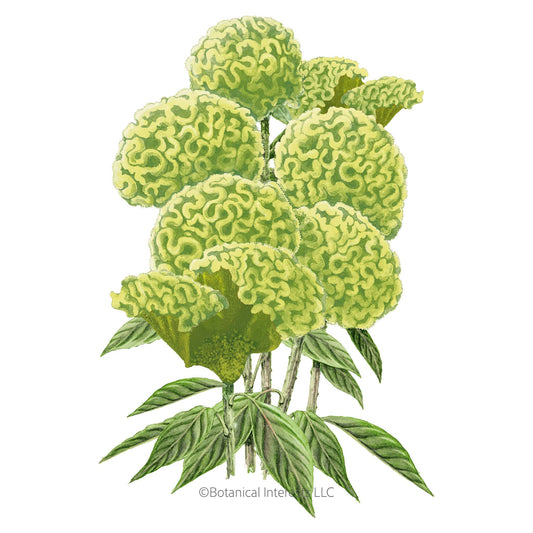 Spring Green Celosia Seeds